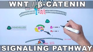 WntβCatenin Signaling Pathway [upl. by Sedda]