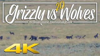 Grizzly Bear vs 20 wolves  Yellowstone National Park [upl. by Given]