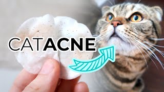 FELINE ACNE TREATMENT FROM HOME How To Remove Cat Acne or Blackheads From Your Cats Chin [upl. by Eiramnerual]