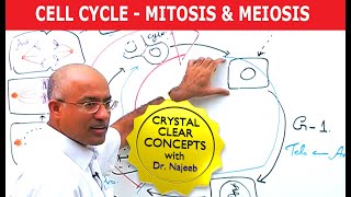 Cell Cycle and Genes  Mitosis amp Meiosis [upl. by Adora]