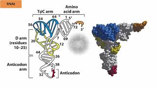 Ácidos nucleicos RNA [upl. by Ojela617]