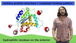 Protein Structure [upl. by Giana]