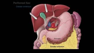 Peritoneum tutorial [upl. by Leterg628]