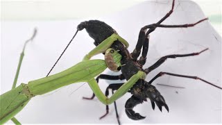 Praying Mantis VS Whip Scorpion [upl. by Atekahs11]