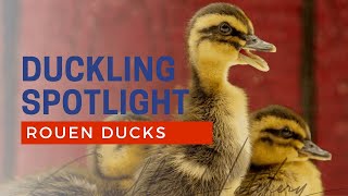 Baby Ducklings for Sale  Rouen Duck Breed  Cackle Hatchery [upl. by Kenn]