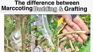 The difference between Marcotting Budding and Grafting [upl. by Jenette]