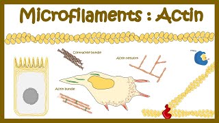 Actin polymerization Micro filament assembly [upl. by Jennifer104]