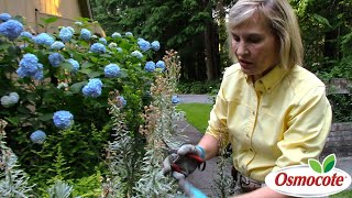 How to Prune Euphorbia in Summer [upl. by Ydnic917]