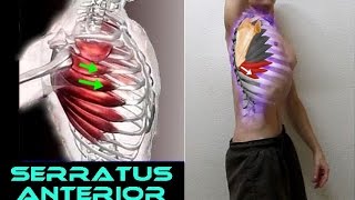 SERRATUS ANTERIOR  6 Functional Exercises [upl. by Sadoc729]