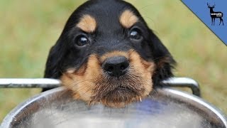 How Does A Dog Drink Water [upl. by Cnahc]