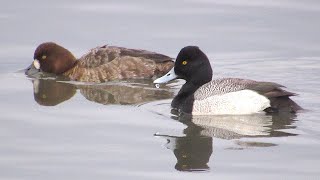 Greater scaup [upl. by Columba]