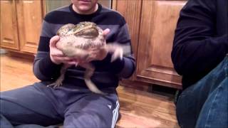 Giant Cane Toad [upl. by Purse241]