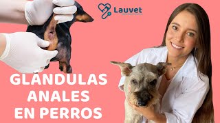 MI PERRO SE LAME MUCHO LAS PATAS DELANTERAS Y LAS TIENE ROJAS PODODERMATITIS EN PERROS [upl. by Akinej]