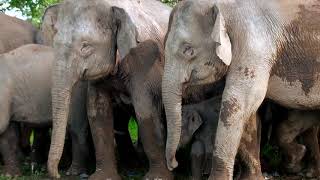 Watching Pygmy Elephants in Borneo Sabah Malaysia [upl. by Kwon]