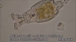 Rotifers under the microscope [upl. by Anawat999]