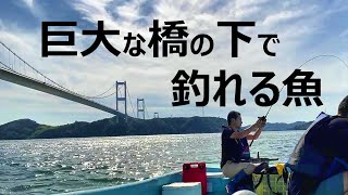 しまなみ海道の橋の下で釣りをしてみると [upl. by Sterling]