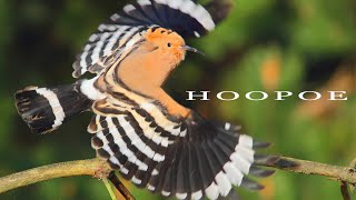 Bird sounds  Eurasian Hoopoe call [upl. by Alwitt289]