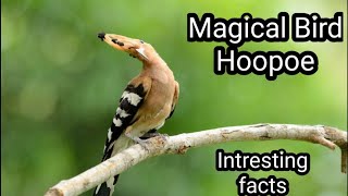 Hoopoe bird  Intresting facts [upl. by Hsetih458]