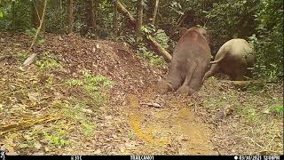 Bornean Elephant Sliding in the Kinabatangan [upl. by Sousa]