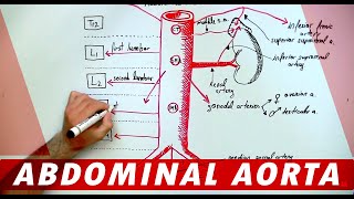 Anatomy  Abdominal Aorta Branches [upl. by Ttirrem]