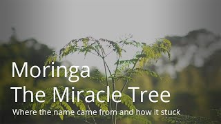 Moringa Benefits Documentary  quotThe Miracle Treequot  moringa moringabenefits [upl. by Bertilla555]