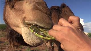 Camel eats cactus in seconds جمل [upl. by Brenan684]