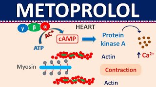 Metoprolol  Mechanism side effects precautions amp uses [upl. by Belanger]