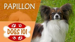 Dogs 101  PAPILLON  Top Dog Facts About the PAPILLON [upl. by Mairem741]