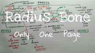 Radius Bone  2  External features  TCML [upl. by Arekat]