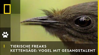 TIERISCHE FREAKS  Kettensäge amp Autoalarm Vogel mit Gesangstalent  National Geographic [upl. by Laurita]