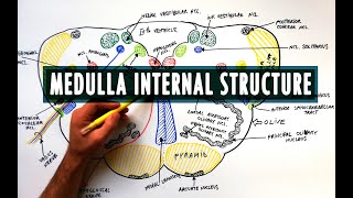 Medulla  Cross section  Internal structure  Neuroanatomy Tutorial [upl. by Nehte55]