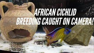 African Cichlids Breeding  The 3 Stages  Caught In The Act [upl. by Asilehc163]