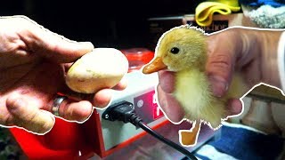 Incubating Duck Eggs from START TO FINISH  Rite Farm 3600 Incubator [upl. by Niwred]