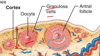 OOGENESIS ANIMATION AND EXPLANATION [upl. by Rap]