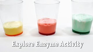 Explore Enzymes  STEM Activity [upl. by Eerehs]