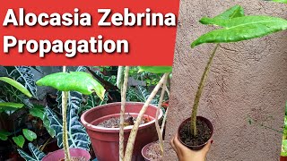 Alocasia  Zebrina Propagation [upl. by Trautman]