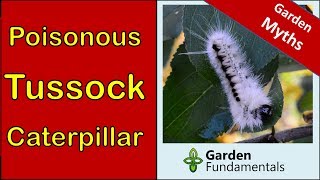 Hickory Tussock Caterpillar 🎭 is it poisonous [upl. by Autumn83]