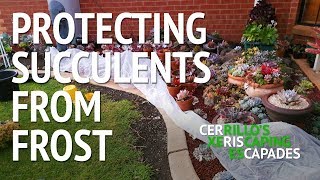 Protecting succulents from frost [upl. by Olly620]