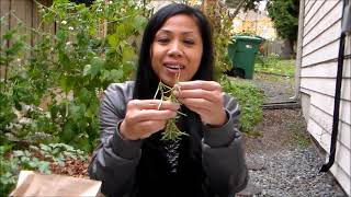 How to Dry Herbs Harvesting Drying and Storing Herbs [upl. by Yrag14]