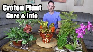 Croton Plant Care amp Info Codiaeum variegatum [upl. by Don]