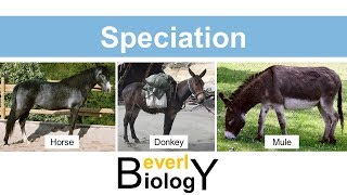 Species and Speciation updated [upl. by Amliv168]