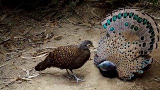 Bornean peacockpheasant [upl. by Hyrup]