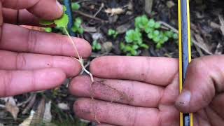 How to propagate hellebores [upl. by Fritze]