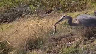 Heron eats  swallows squirrel alive [upl. by Rellia]