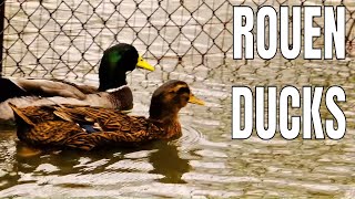 Rouen Ducks Explained [upl. by Glen]