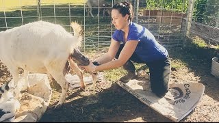 Assisting with a Baby Goat BIRTH on the Homestead [upl. by Dahij]