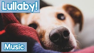 Lullabies for Dogs to Sleep to Calm Your Dog and Help them Have a Sound Sleep with this Music [upl. by Bartholomew]