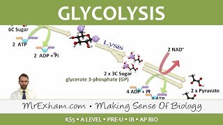 Cellular Respiration  Glycolysis  Post 16 Biology A Level PreU IB AP Bio [upl. by Ttirrem578]