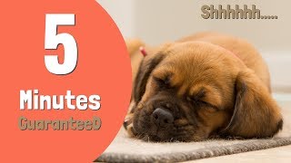 Sound to make Puppy Sleep Within 5 Minutes  Puppy Sleep Music [upl. by Kendall]