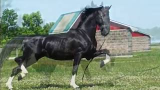 Wilfred Dutch Harness Horse Stallion [upl. by Antonie]